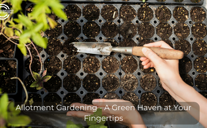 Allotment Gardening - A Green Haven at Your Fingertips