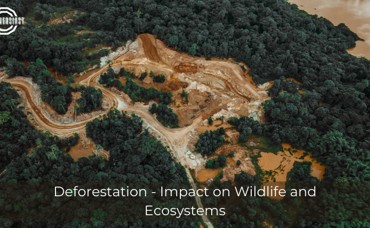 Deforestation - Impact on Wildlife and Ecosystems