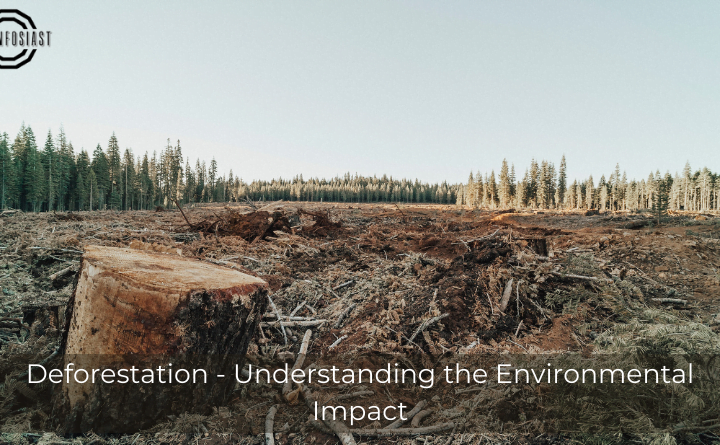 Deforestation - Understanding the Environmental Impact