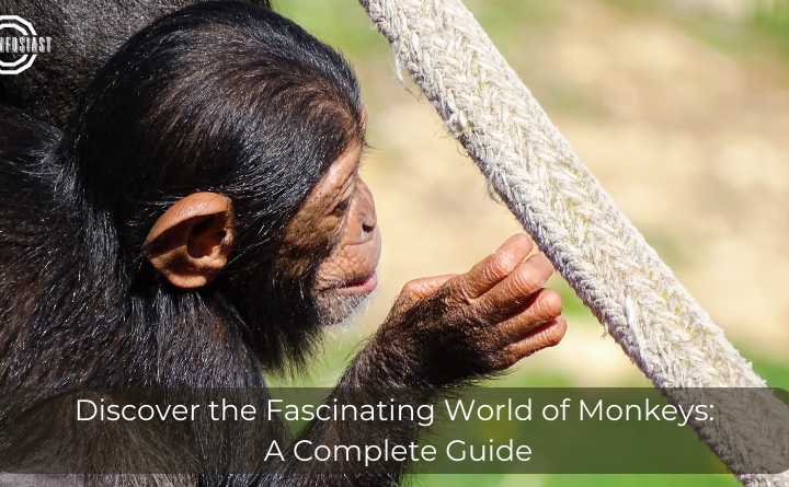 Discover the Fascinating World of Monkeys: A Complete Guide