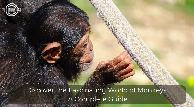 Discover the Fascinating World of Monkeys: A Complete Guide