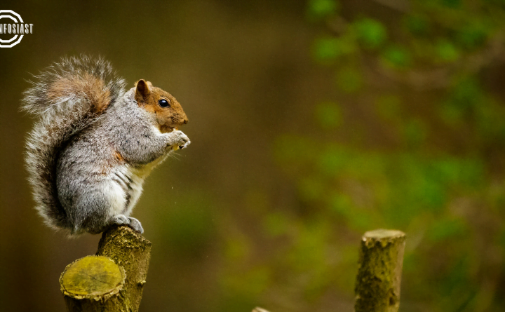 The Fascinating World of Squirrels - Nature's Adorable Rodents