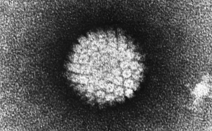 Human Papillomavirus (HPV) An In-depth Analysis