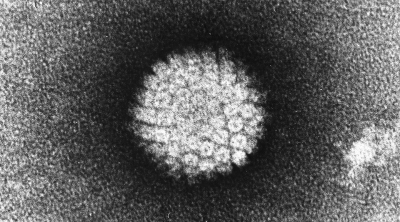 Human Papillomavirus (HPV) An In-depth Analysis