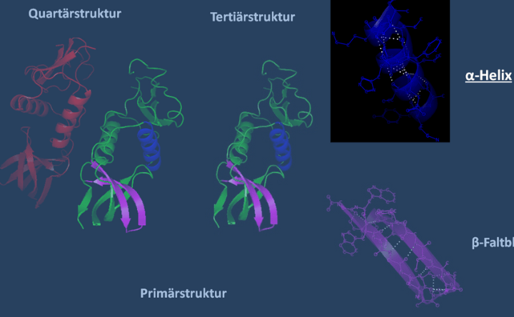 An Alpha Helix is a Structural Feature of Proteins