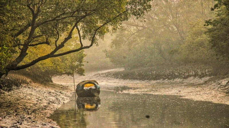 The Sundarbans - Forest in Asia