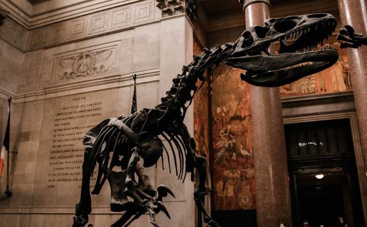 Where-Dinosaurs-Roar-and-Stars-Align-Unveiling-the-Wonders-of-the-American-Museum-of-Natural-History