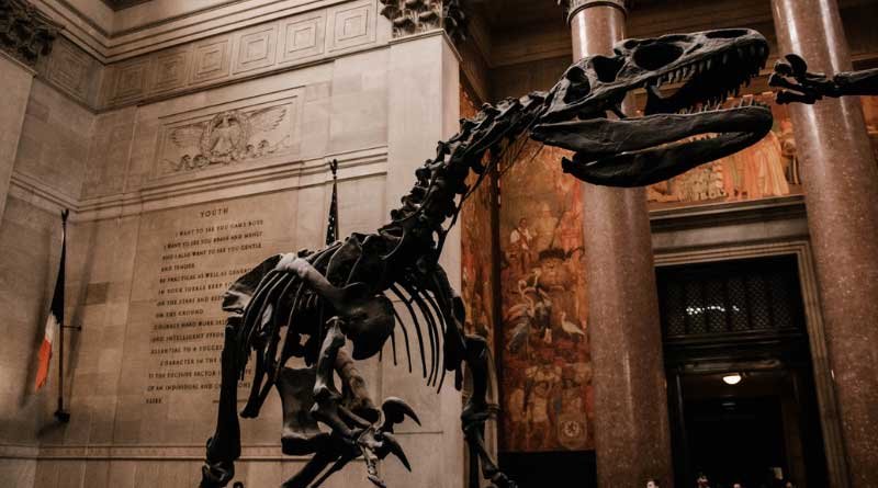 Where-Dinosaurs-Roar-and-Stars-Align-Unveiling-the-Wonders-of-the-American-Museum-of-Natural-History