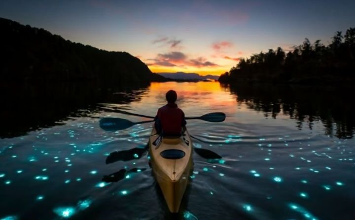 Paddle Through Liquid Stars Unveiling the Magic of Bioluminescent Kayaking with Florida Adventurer